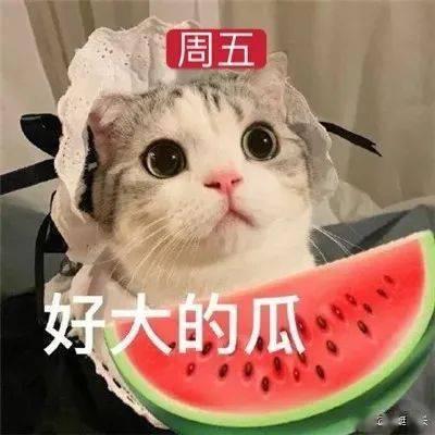 娱乐吃瓜君网红虐猫